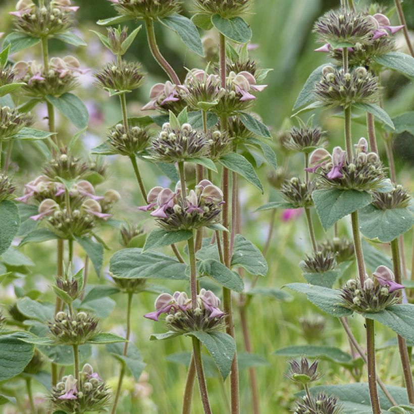 Phlomis samia (Floração)