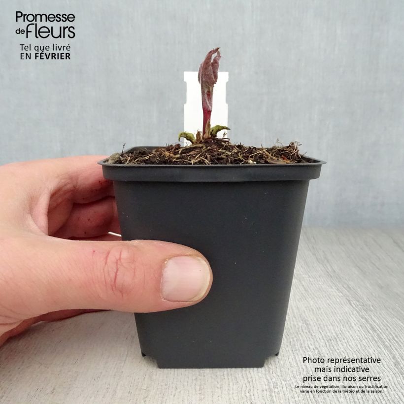 Amostra de Phlomis tubéreux - Phlomis tuberosa Amazone Vaso de 8/9 cm tal como entregue no inverno