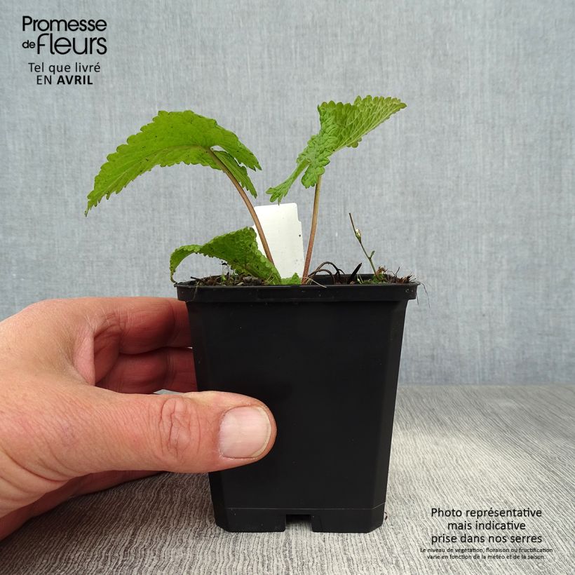 Amostra de Phlomis tuberosa Amazone Vaso de 8/9 cm tal como entregue na primavera