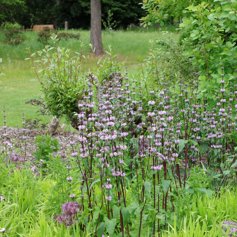 Phlomis tuberosa Amazone (Hábito)