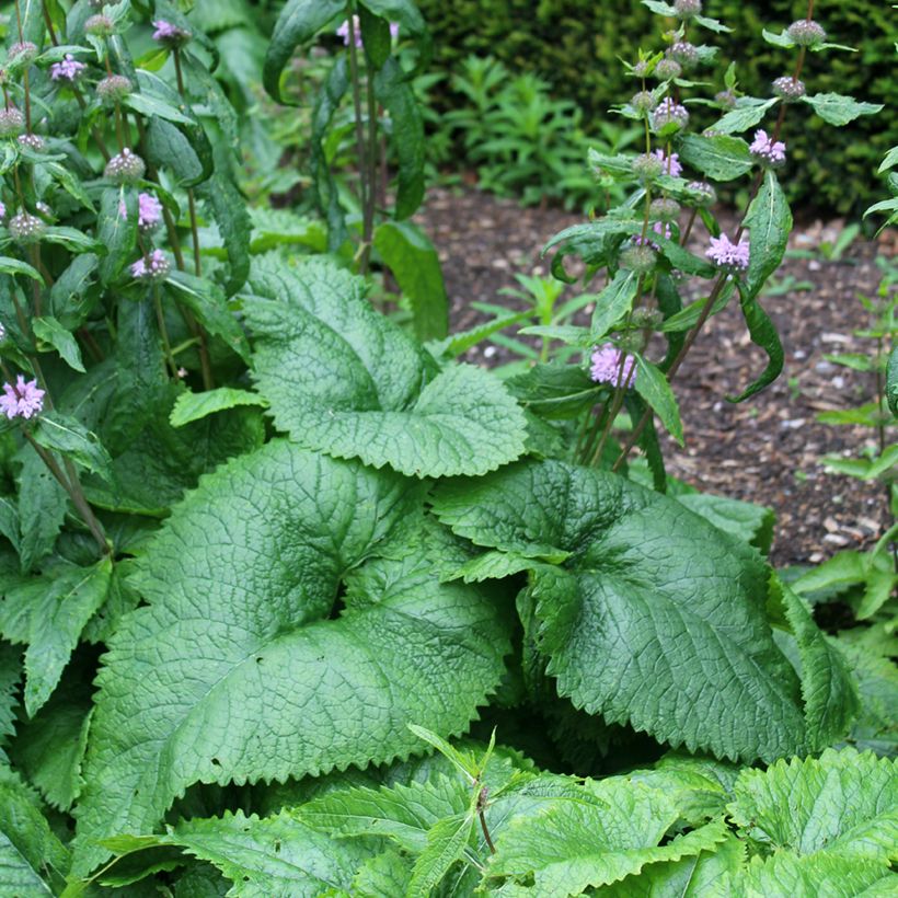 Phlomis tuberosa Amazone (Folhagem)