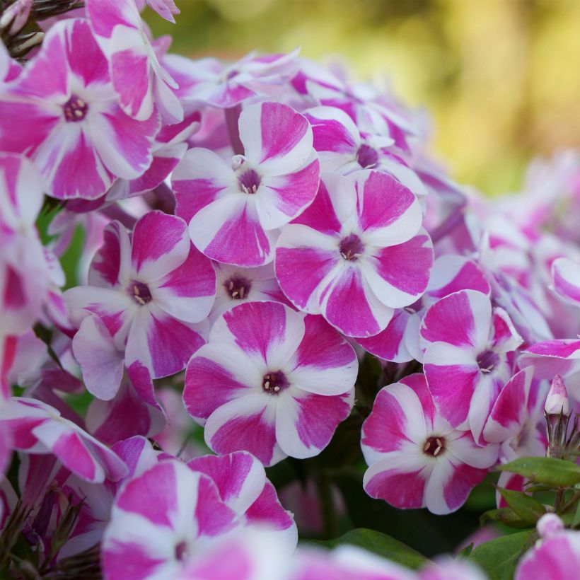 Phlox paniculata Bambini Candy Crush (Floração)