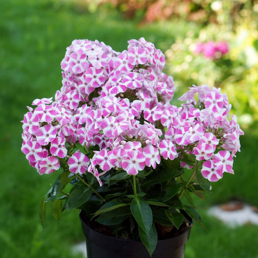 Phlox paniculata Bambini Candy Crush (Hábito)