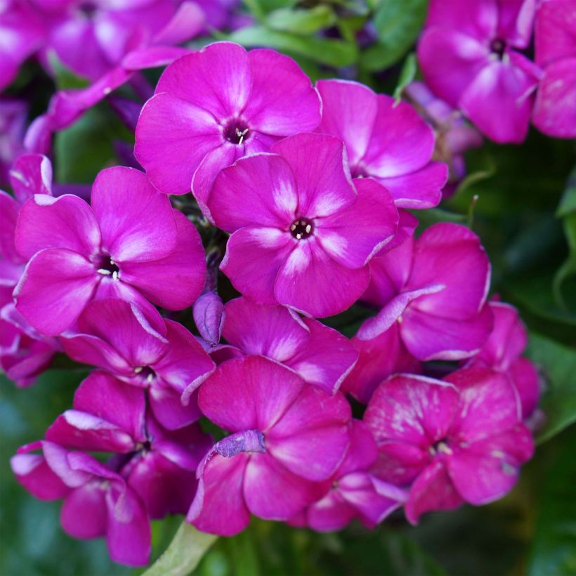 Phlox paniculata Bambini Desire (Floração)