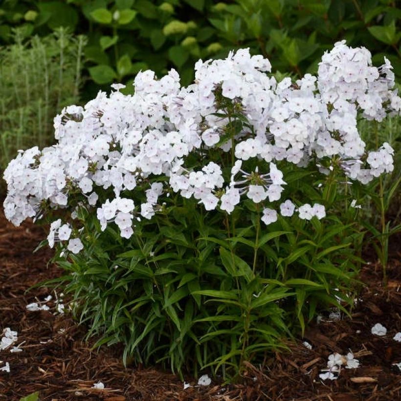 Phlox paniculata Fashionably Early Crystal (Hábito)