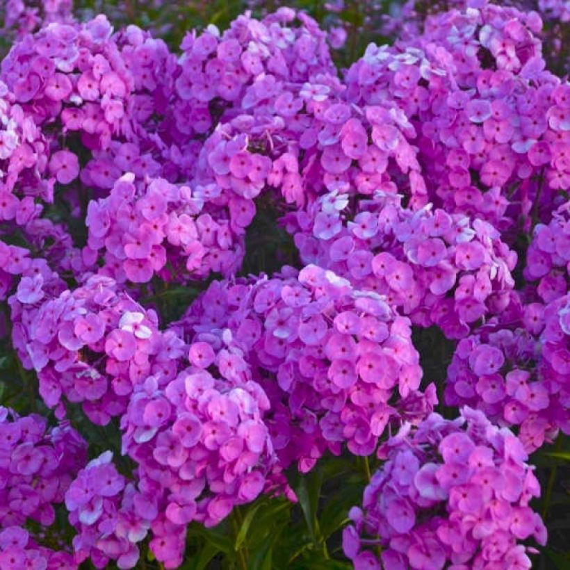 Phlox paniculata Fashionably Early Flamingo (Floração)