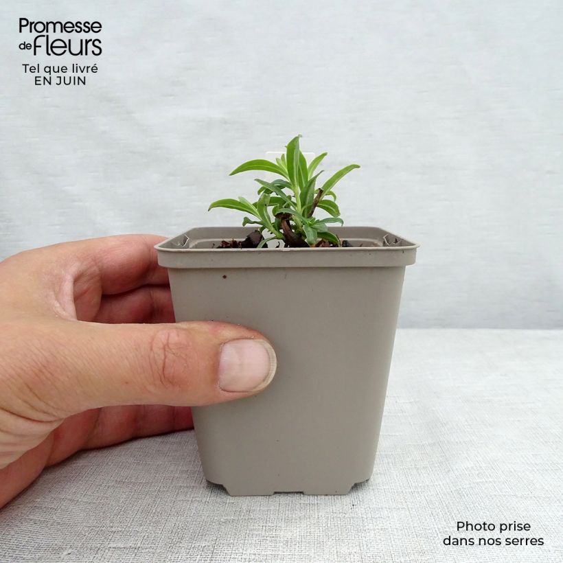 Amostra de Phlox paniculata Fashionably Early Flamingo Vaso de 8/9 cm tal como entregue no verão
