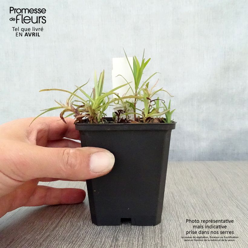 Amostra de Phlox paniculata Fashionably Early Flamingo Vaso de 8/9 cm tal como entregue na primavera