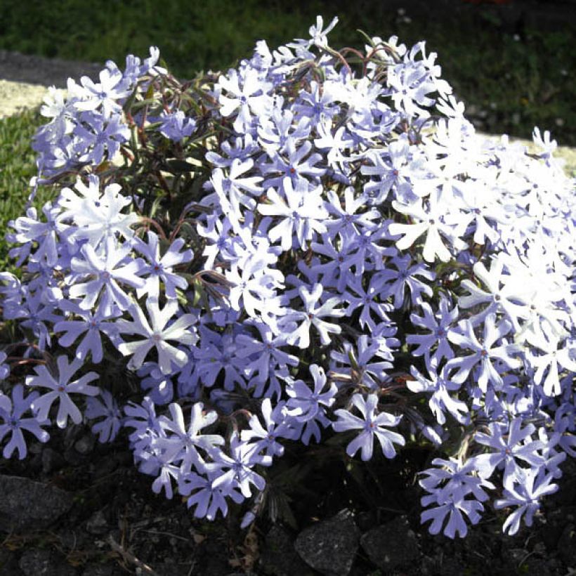 Phlox bifida Minima Colvin (Floração)