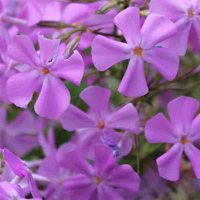 Phlox carolina Bill Baker (Floração)