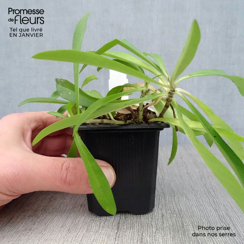 Amostra de Phlox carolina Bill Baker Vaso de 8/9 cm tal como entregue no inverno