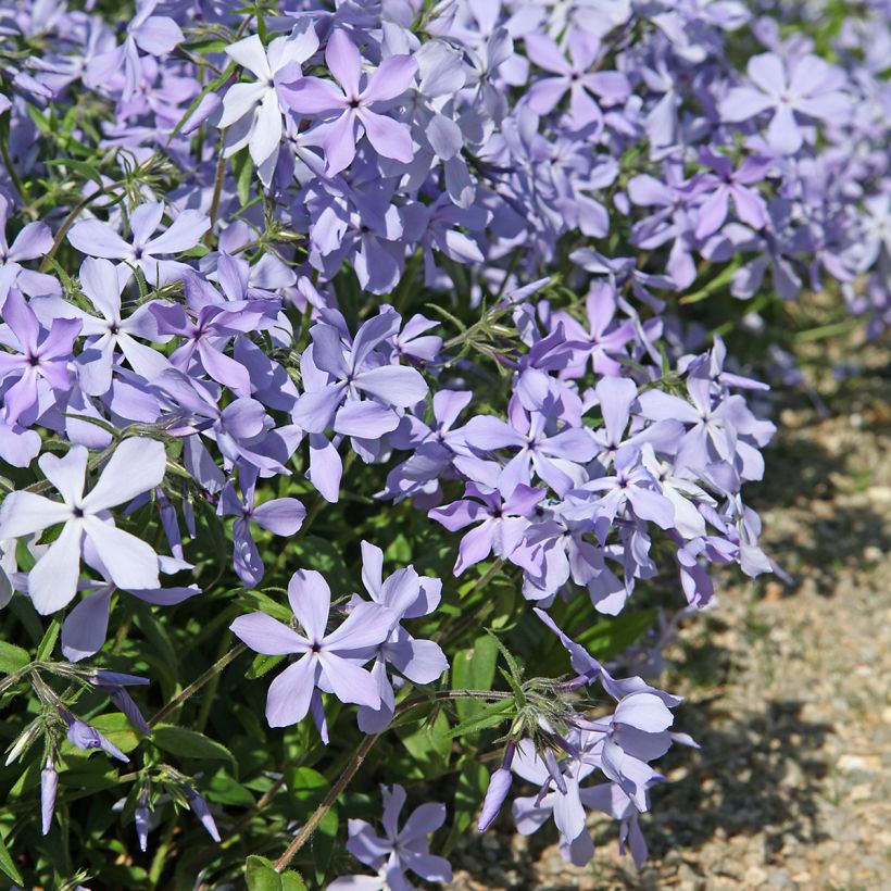 Flox-tapete Clouds of Perfume - Phlox divaricata (Hábito)