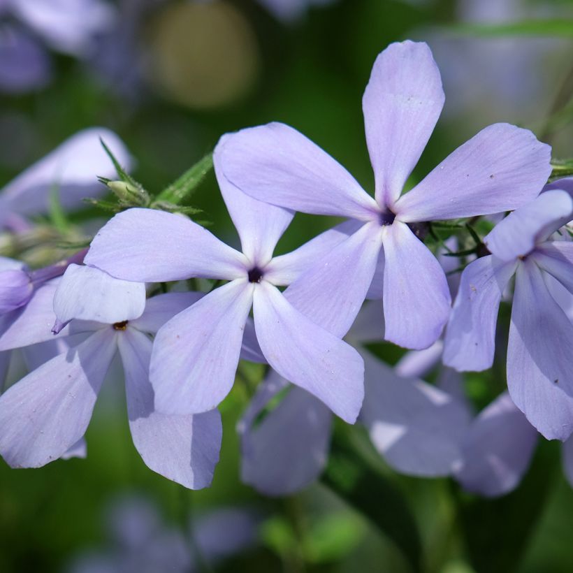 Flox-tapete Clouds of Perfume - Phlox divaricata (Floração)