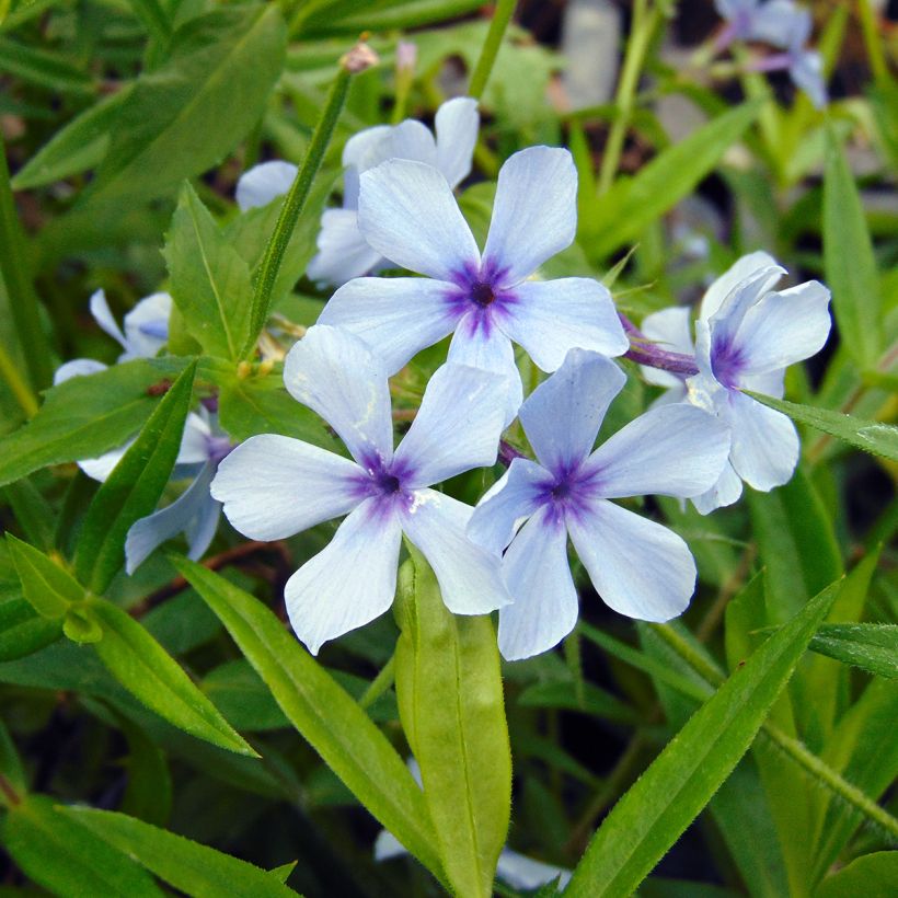 Flox-tapete Chattahoochee - Phlox divaricata (Floração)
