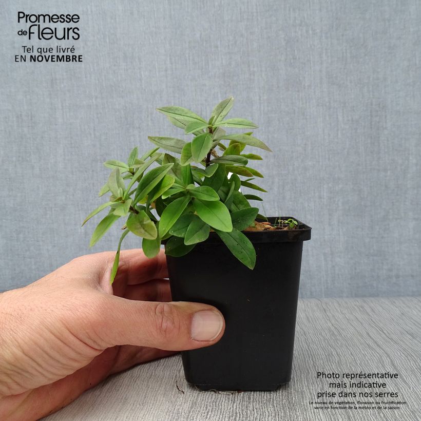 Amostra de Flox-tapete Chattahoochee - Phlox divaricata Vaso de 8/9 cm tal como entregue no outono