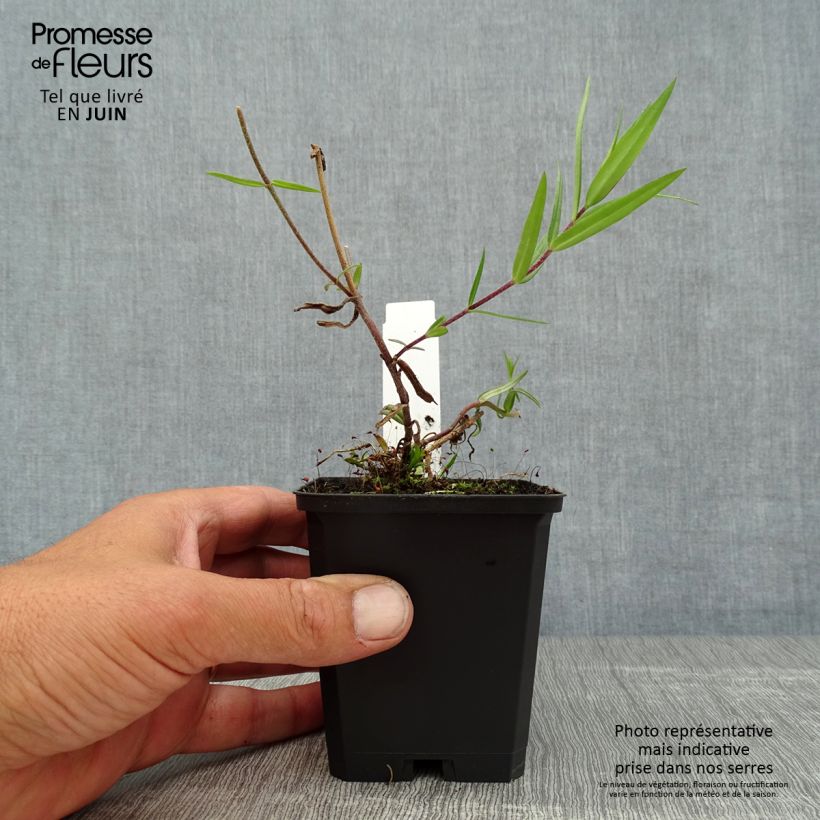Amostra de Flox-tapete Chattahoochee - Phlox divaricata Vaso de 8/9 cm tal como entregue no verão