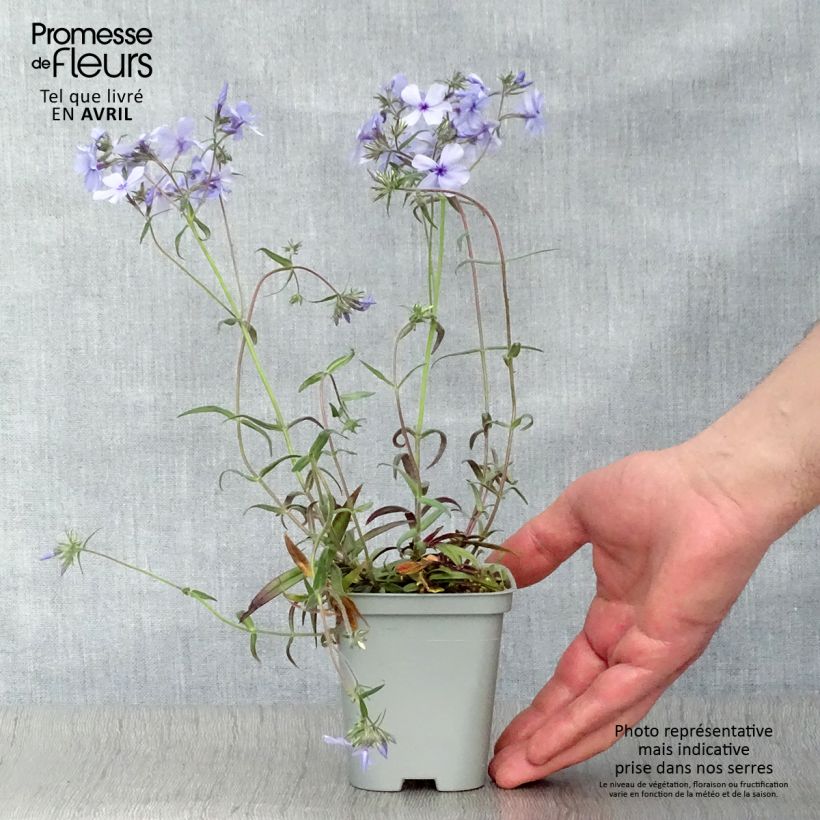 Amostra de Flox-tapete Chattahoochee - Phlox divaricata Vaso de 8/9 cm tal como entregue na primavera