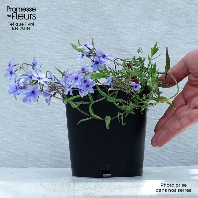 Amostra de Flox-tapete Chattahoochee - Phlox divaricata Vaso de 2 L/3 L tal como entregue no verão