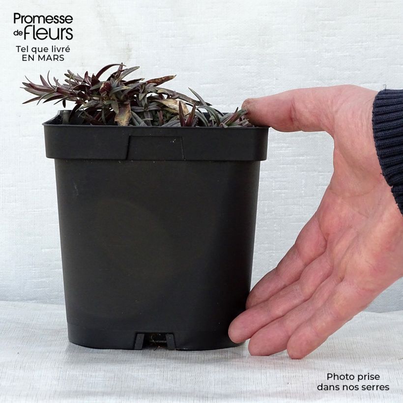 Amostra de Flox-tapete Chattahoochee - Phlox divaricata Vaso de 2 L/3 L tal como entregue na primavera