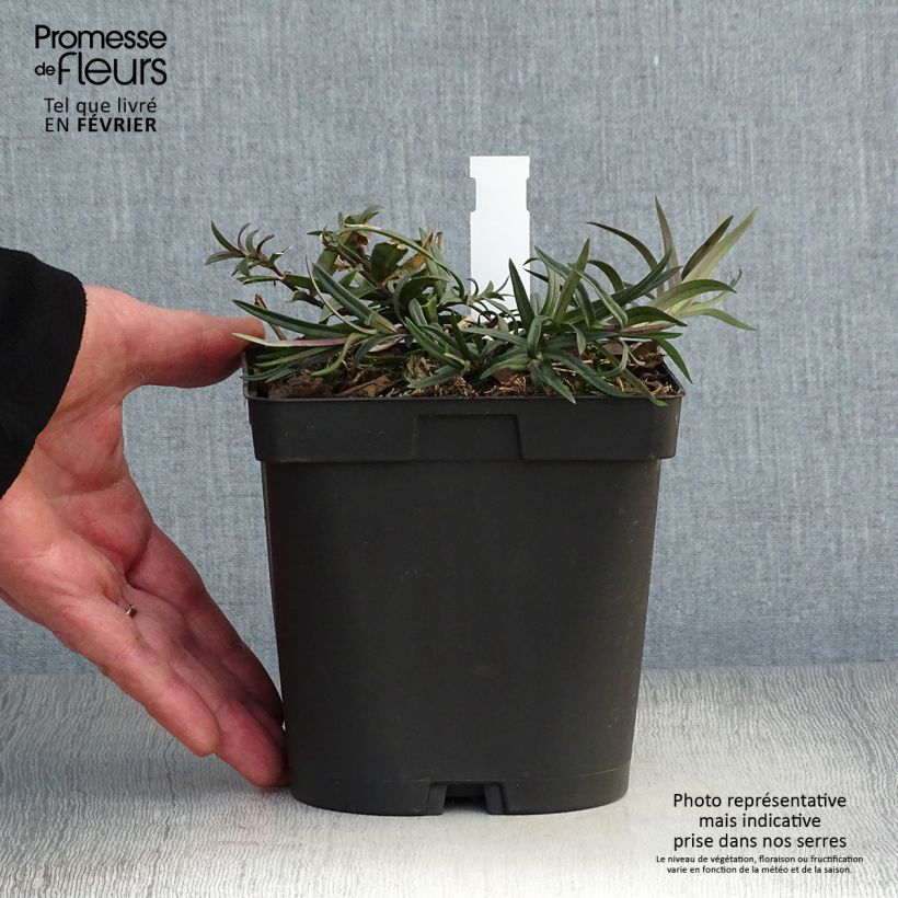 Amostra de Phlox divaricata Chattahoochee Vaso de 2 L/3 L tal como entregue no inverno