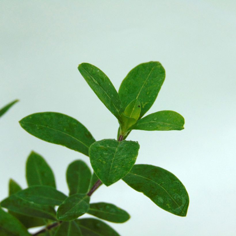 Flox-tapete Clouds of Perfume - Phlox divaricata (Folhagem)