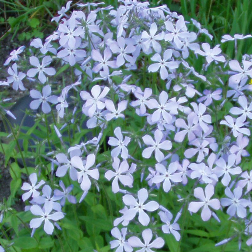 Flox-tapete Clouds of Perfume - Phlox divaricata (Floração)