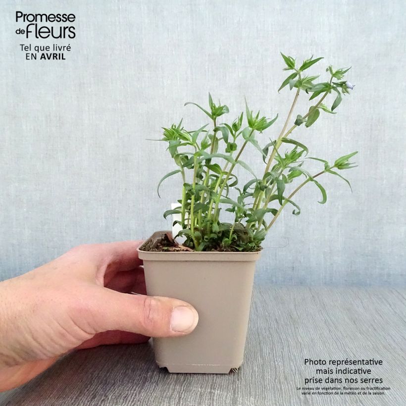 Amostra de Flox-tapete Clouds of Perfume - Phlox divaricata Vaso de 8/9 cm tal como entregue na primavera