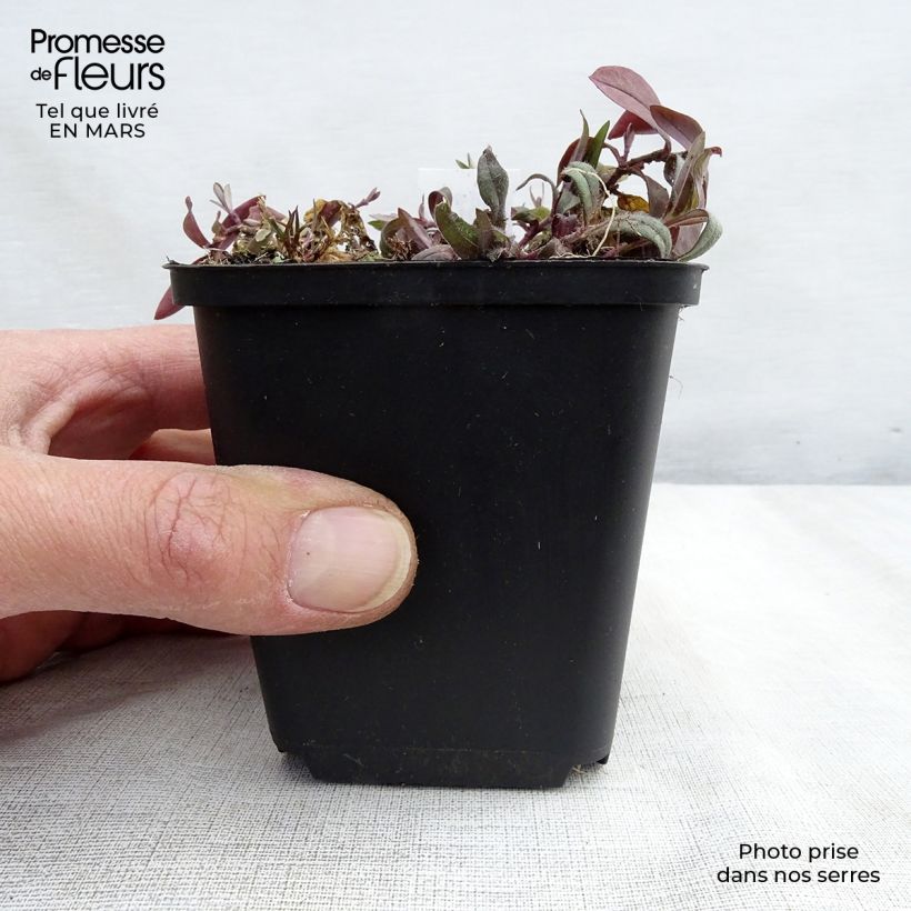 Amostra de Phlox divaricata Dirigo Ice Vaso de 8/9 cm tal como entregue na primavera