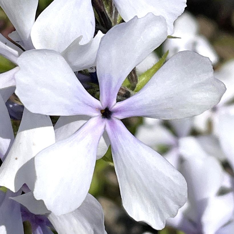 Phlox divaricata Dirigo Ice (Floração)