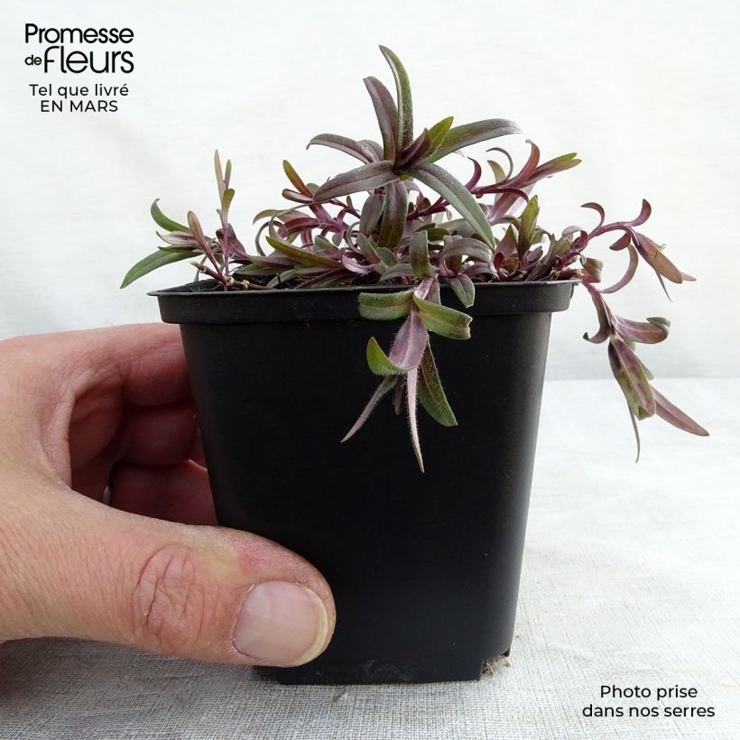 Amostra de Phlox divaricata White Perfume Vaso de 8/9 cm tal como entregue no inverno