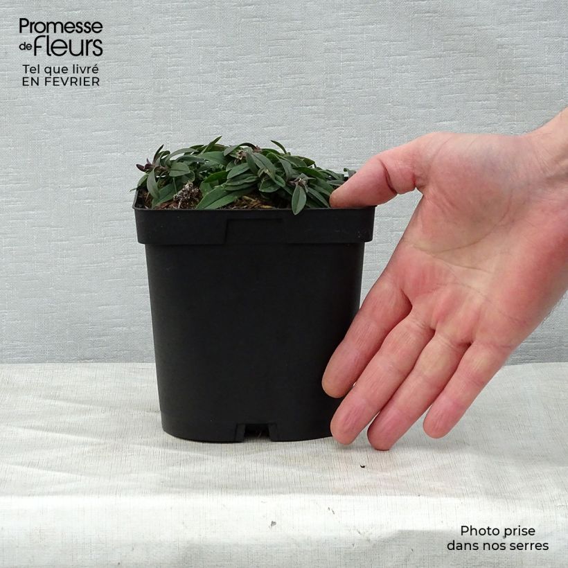 Amostra de Phlox divaricata White Perfume Vaso de 2 L/3 L tal como entregue no inverno