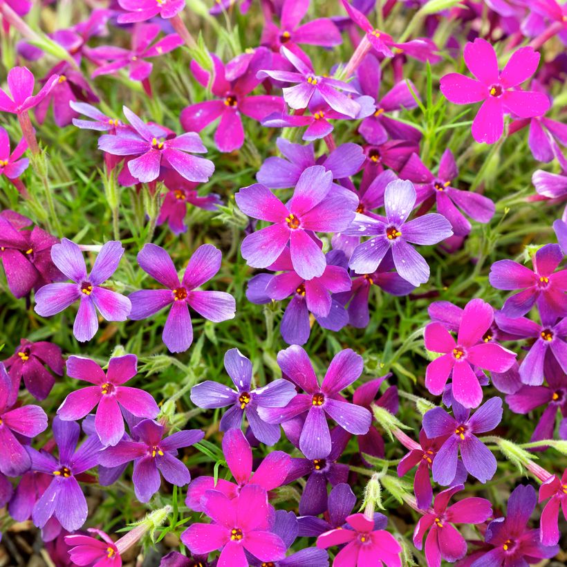 Flox-tapete Crackerjack - Phlox douglasii (Floração)