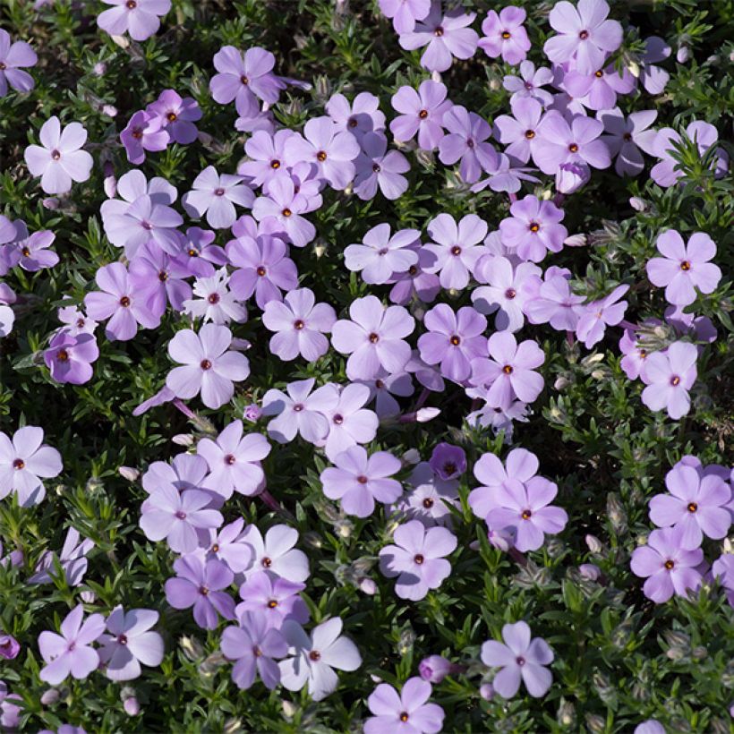 Flox-tapete Lilac Cloud - Phlox douglasii (Floração)