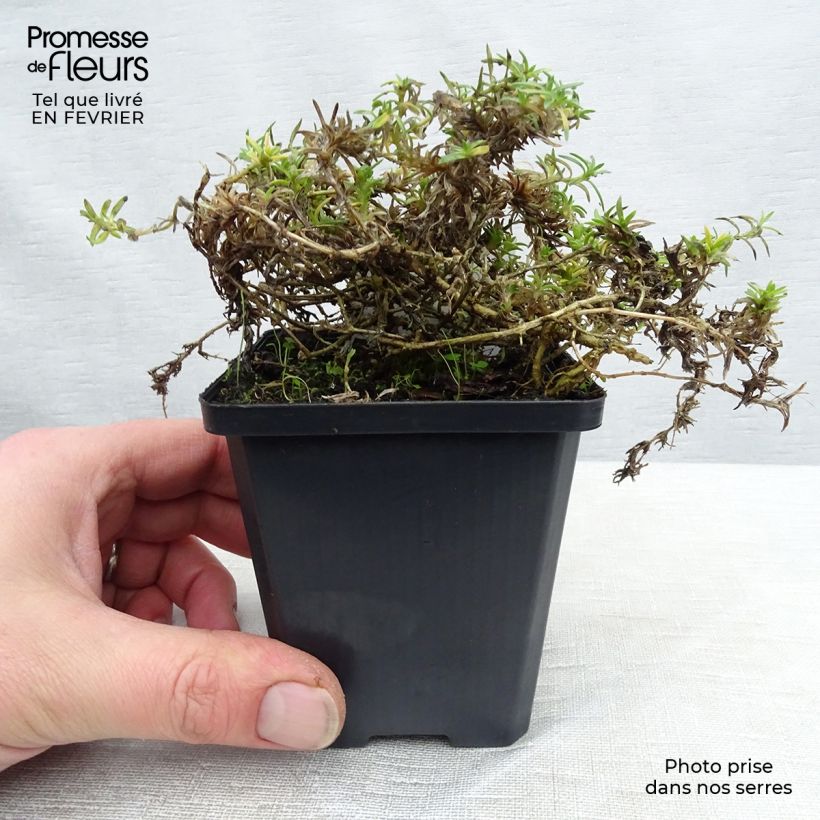 Amostra de Flox-tapete Lilac Cloud - Phlox douglasii Vaso de 8/9 cm tal como entregue no inverno