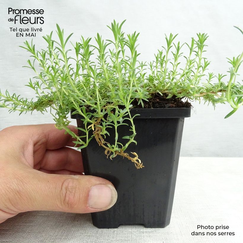 Amostra de Flox-tapete Lilac Cloud - Phlox douglasii Vaso de 8/9 cm tal como entregue na primavera