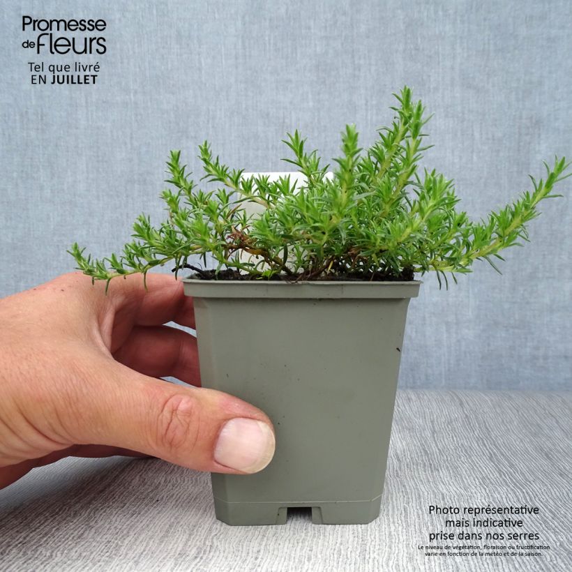 Amostra de Flox-tapete Lilac Cloud - Phlox douglasii Vaso de 8/9 cm tal como entregue no verão