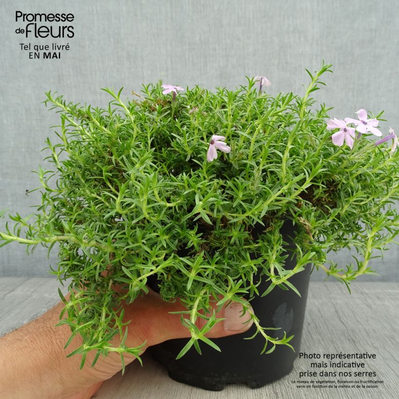 Amostra de Flox-tapete Lilac Cloud - Phlox douglasii Vaso de 2 L/3 L tal como entregue na primavera