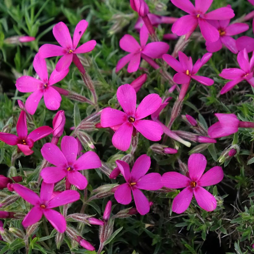 Flox-tapete Ochsenblut - Phlox douglasii (Floração)