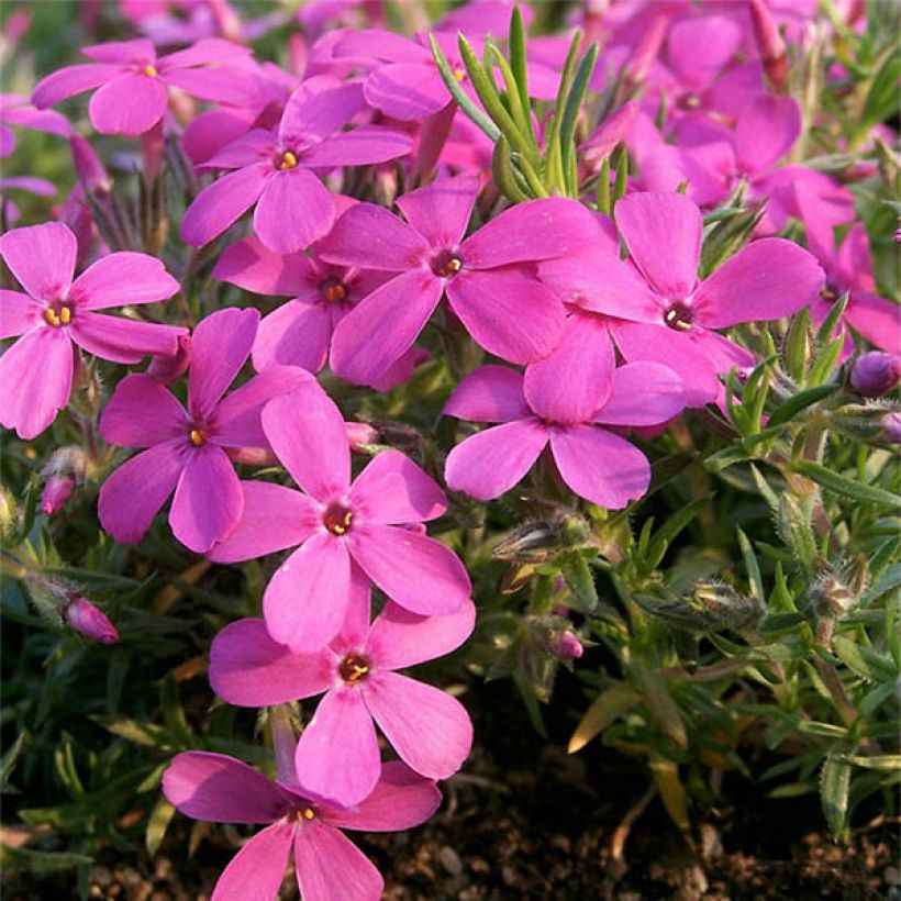 Flox-tapete Waterloo - Phlox douglasii (Floração)