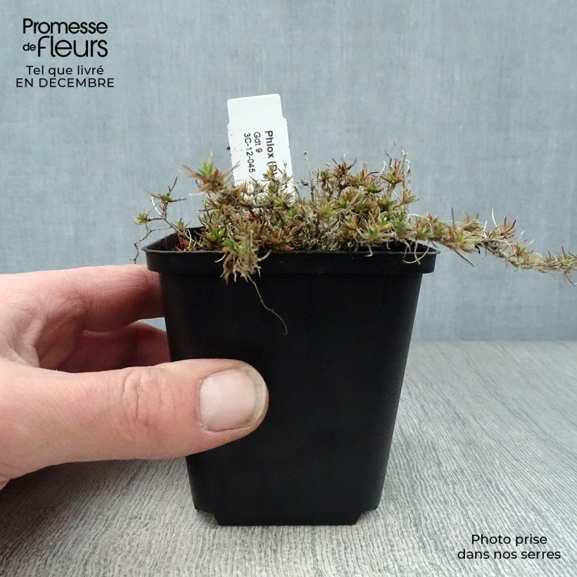 Amostra de Phlox douglasii Waterloo - Phlox mousse Vaso de 8/9 cm tal como entregue no inverno