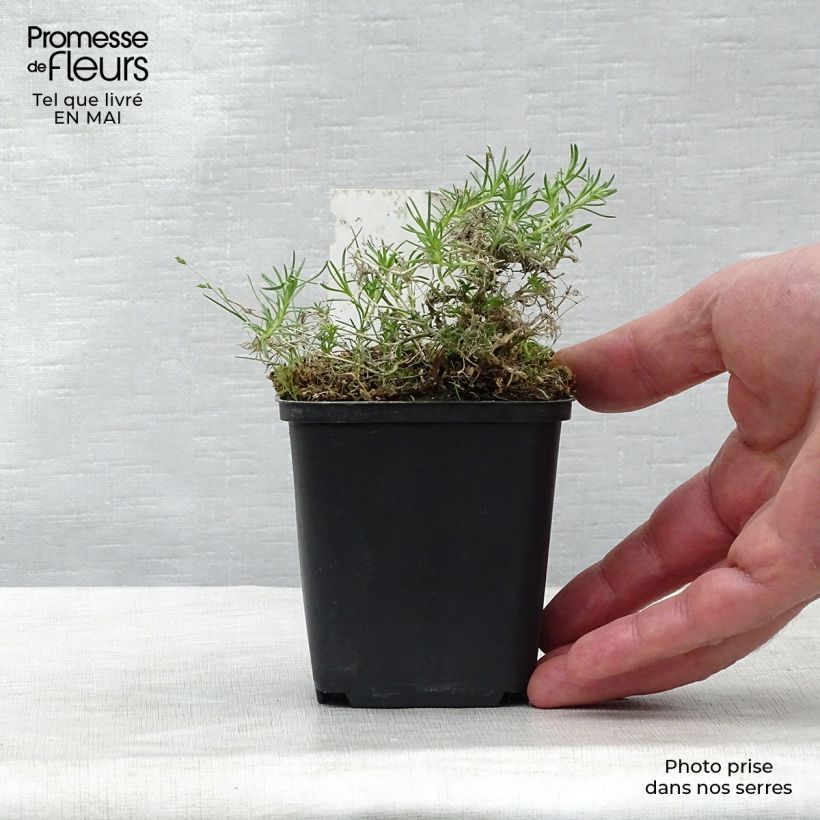 Amostra de Flox-tapete Waterloo - Phlox douglasii Vaso de 8/9 cm tal como entregue na primavera