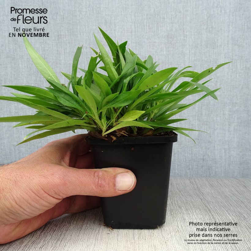Amostra de Phlox Forever Pink Vaso de 8/9 cm tal como entregue no outono