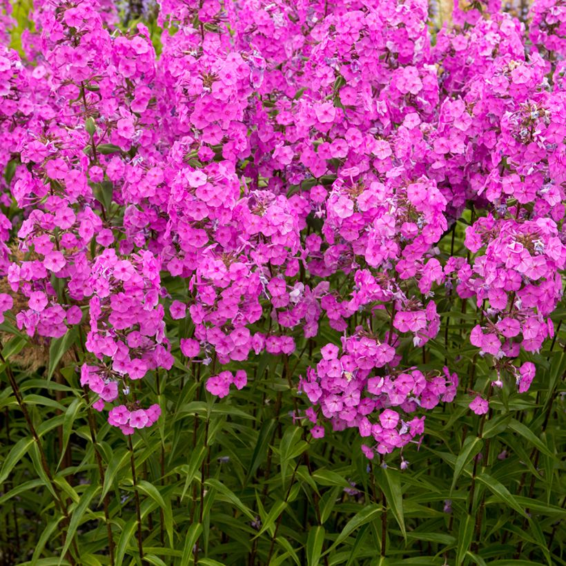 Phlox maculata Alpha (Hábito)