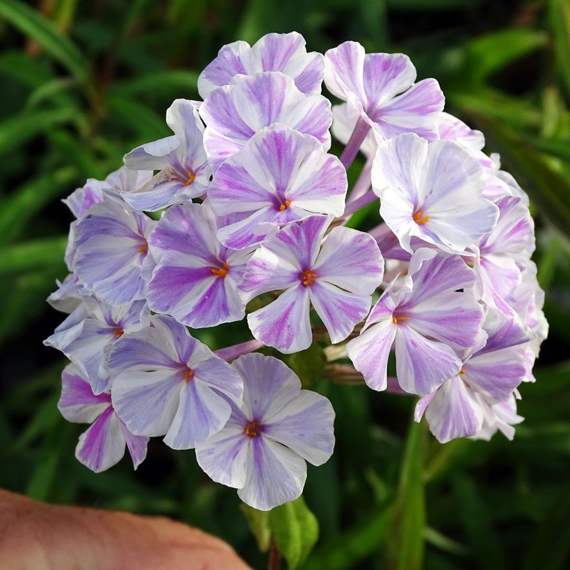 Phlox maculata Natasha (Floração)