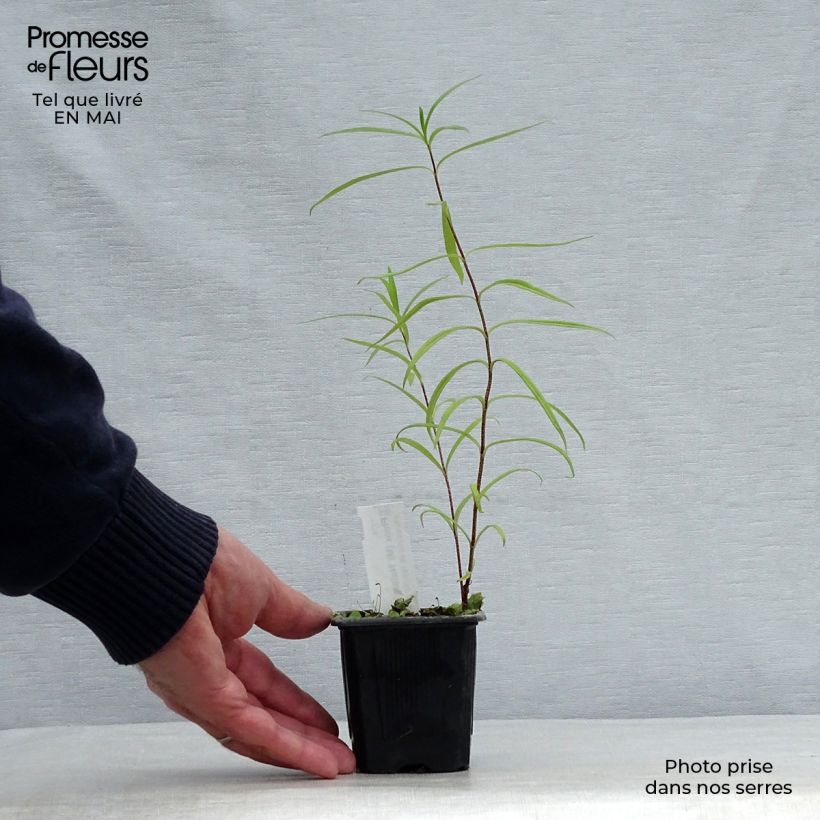 Amostra de Phlox maculata Natasha Vaso de 8/9 cm tal como entregue na primavera