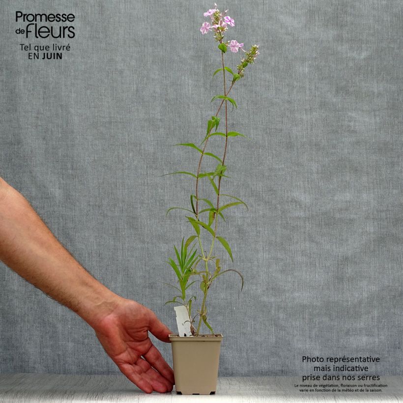 Amostra de Phlox maculata Natasha Vaso de 8/9 cm tal como entregue no verão