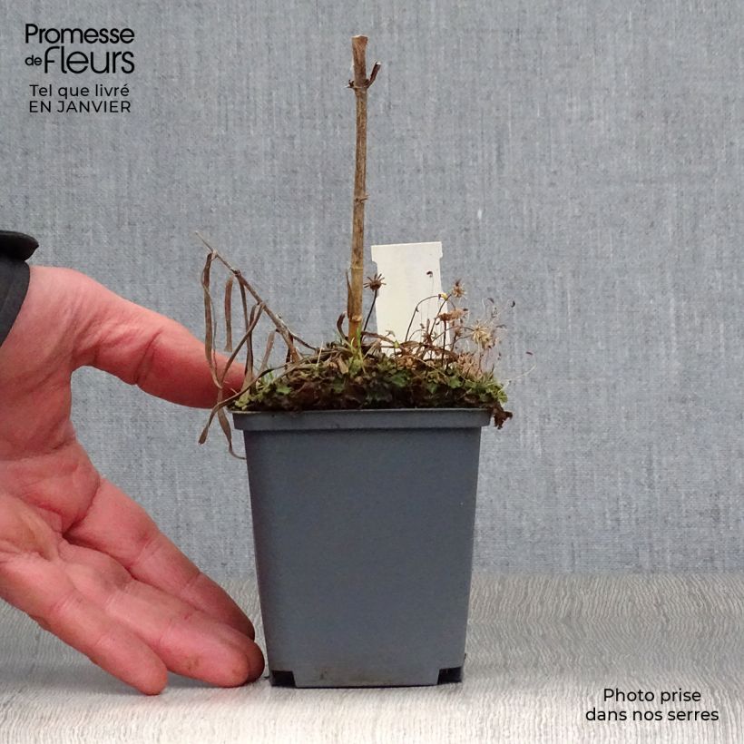 Amostra de Phlox maculata Natasha Vaso de 8/9 cm tal como entregue no inverno