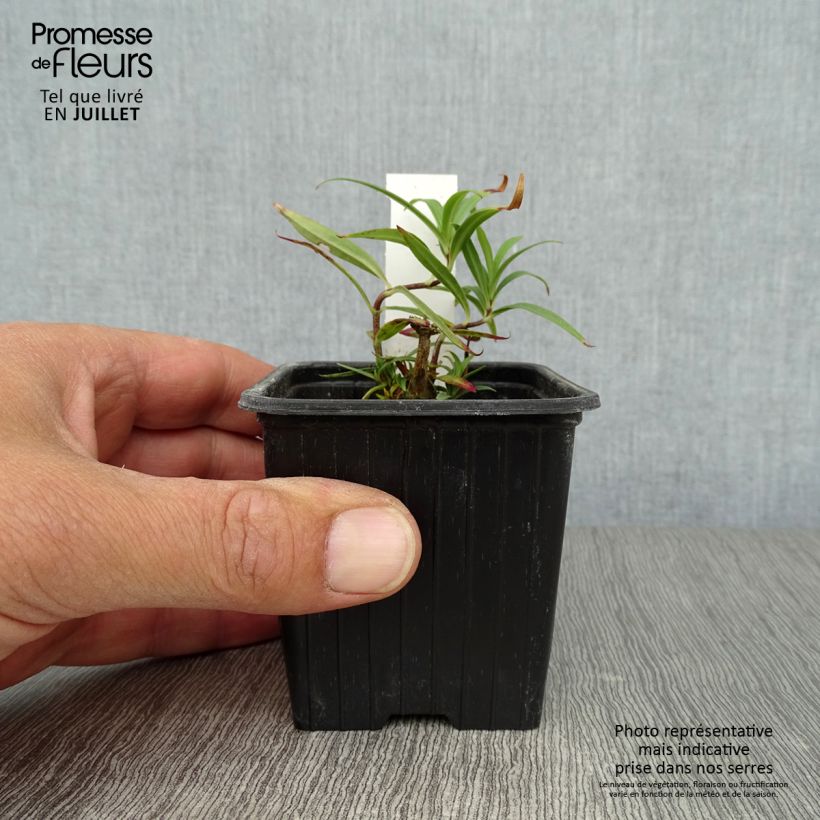 Amostra de Phlox maculata Omega Vaso de 8/9 cm tal como entregue no verão