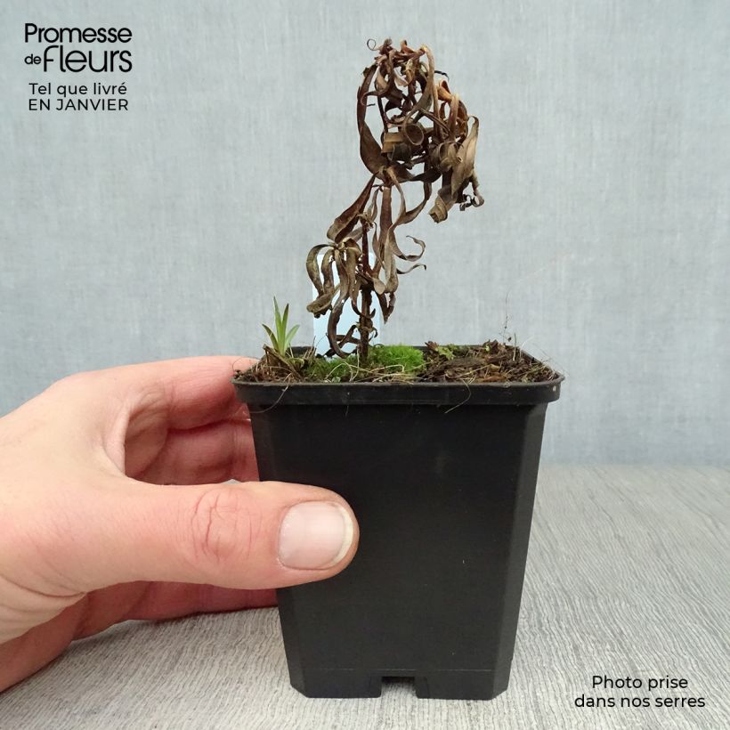 Amostra de Phlox maculata Omega Vaso de 8/9 cm tal como entregue no inverno