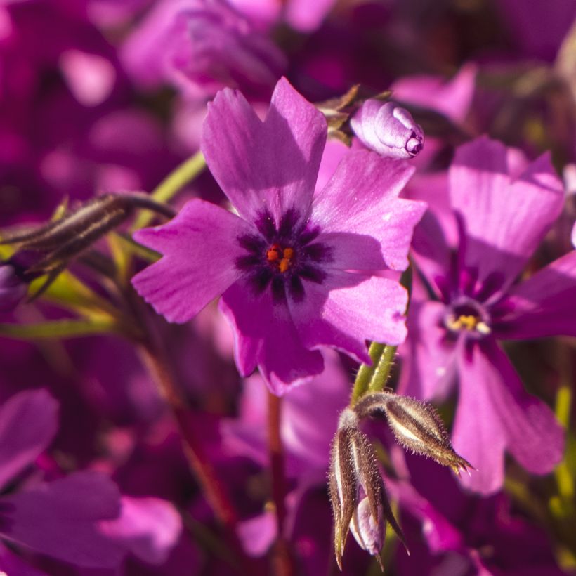 Flox-tapete Atropurpurea - Phlox subulata (Floração)